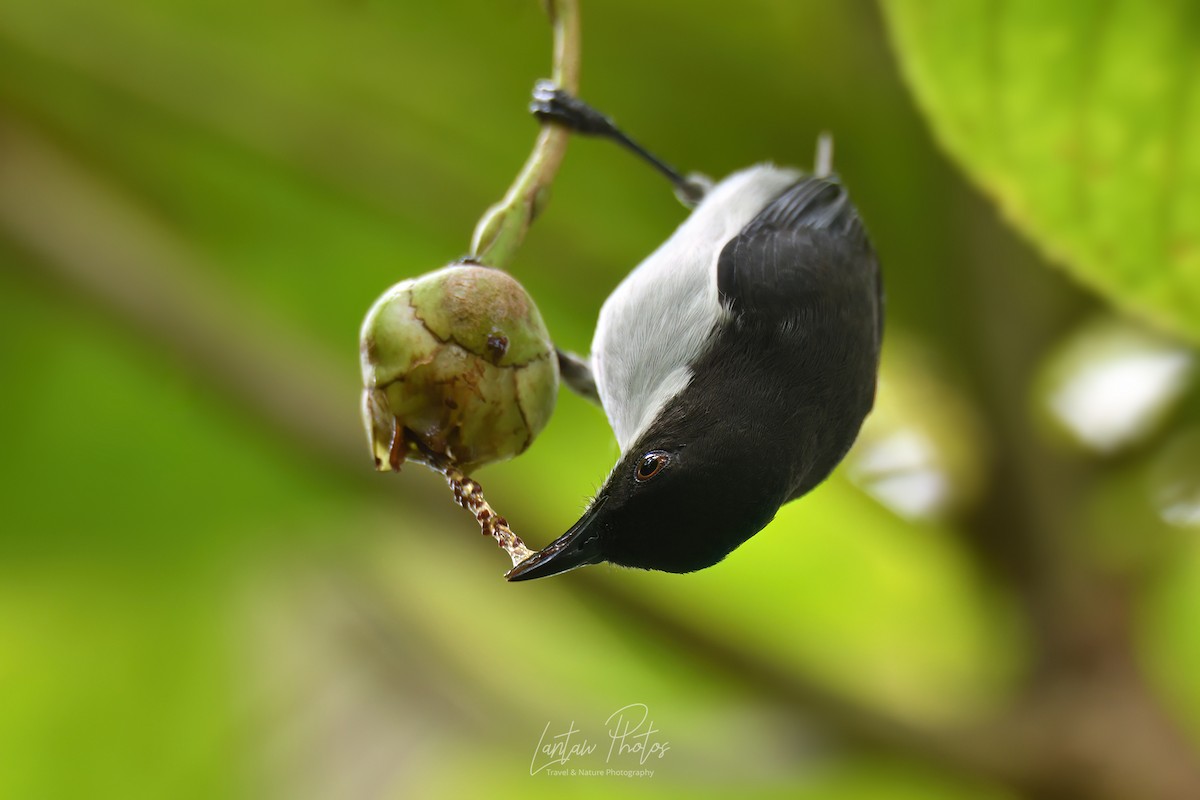 White-bellied Flowerpecker - Allan Barredo