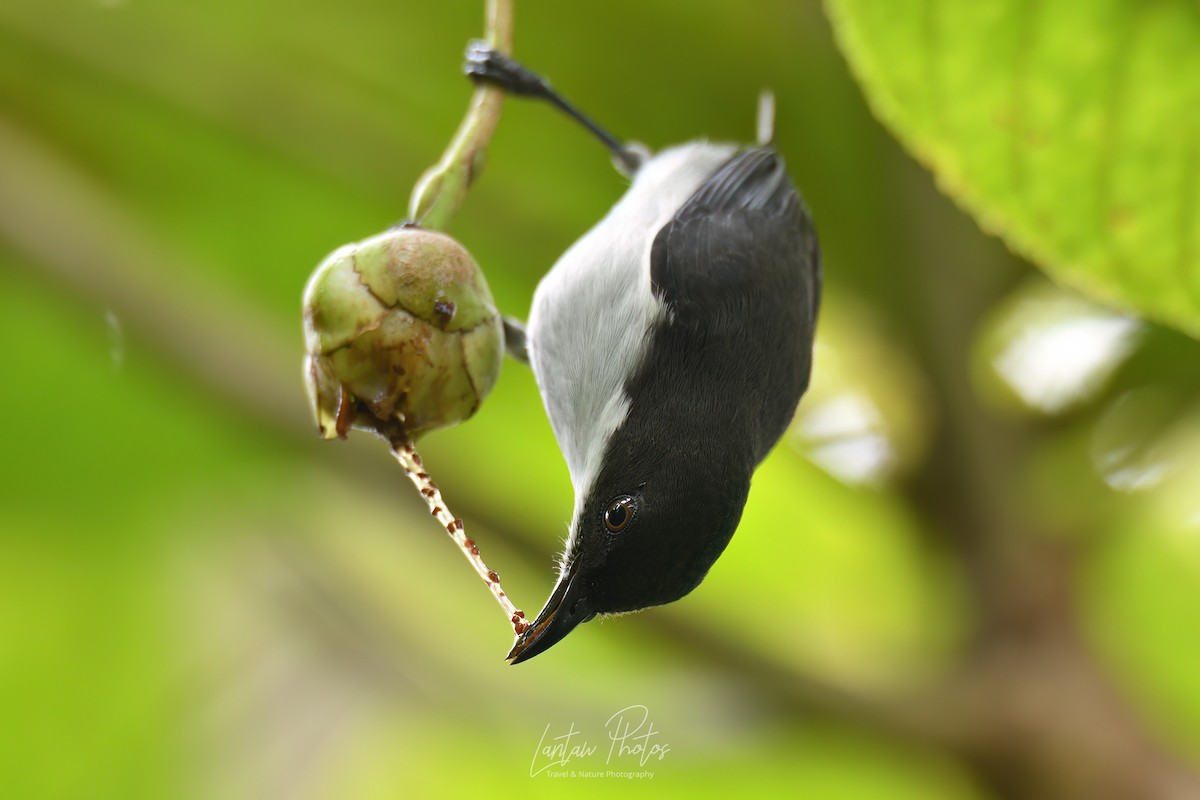 White-bellied Flowerpecker - Allan Barredo