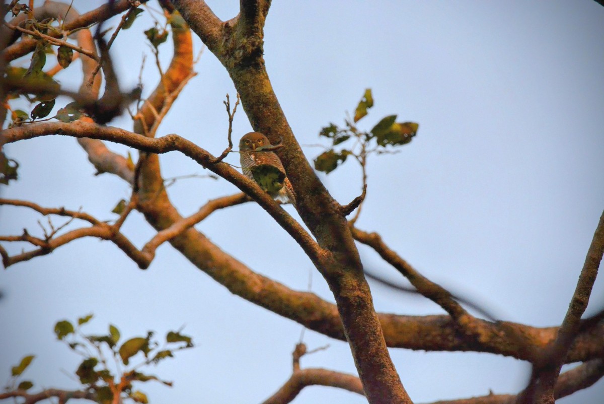 Jungle Owlet - Karthik Solanki