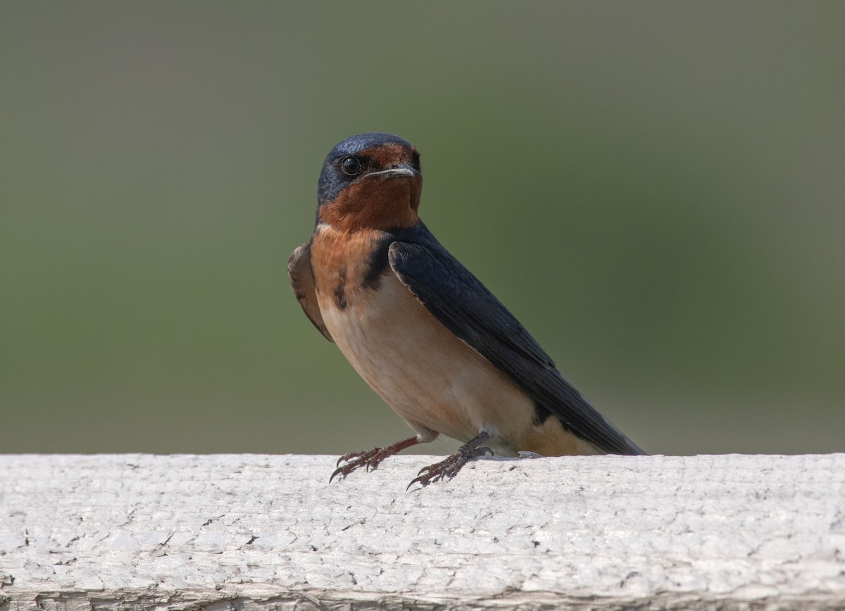 Barn Swallow - Greg Darone