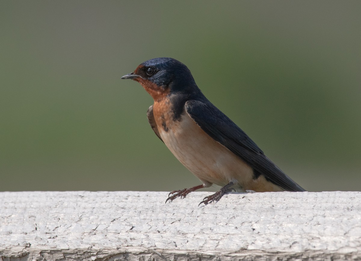 Barn Swallow - Greg Darone