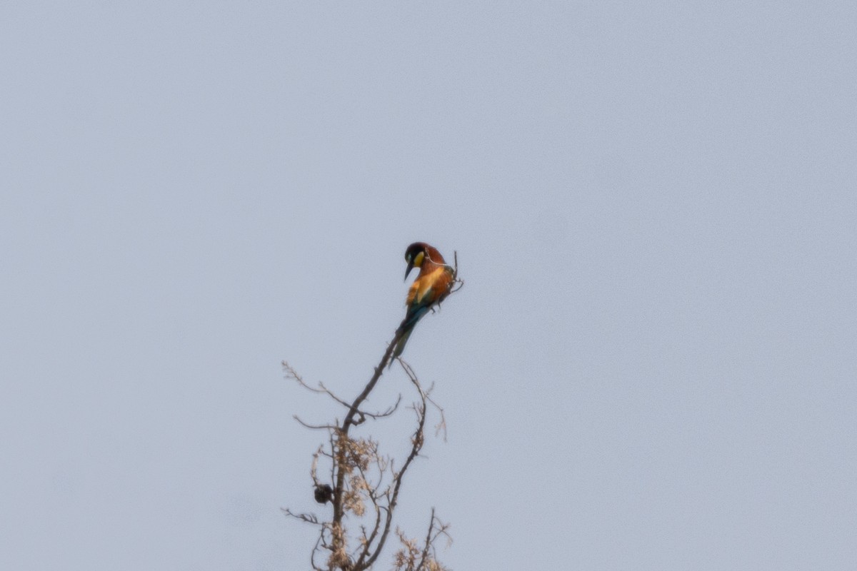 European Bee-eater - ML619614017