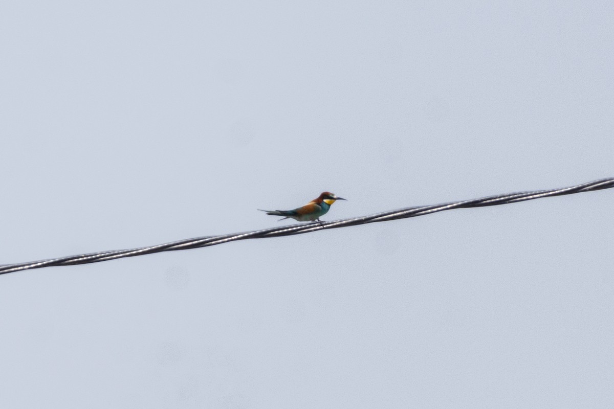 European Bee-eater - ML619614018