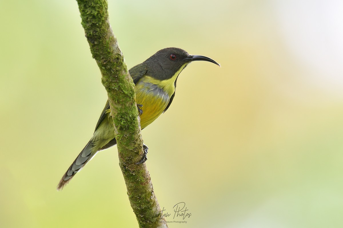 Tboli Sunbird - Allan Barredo