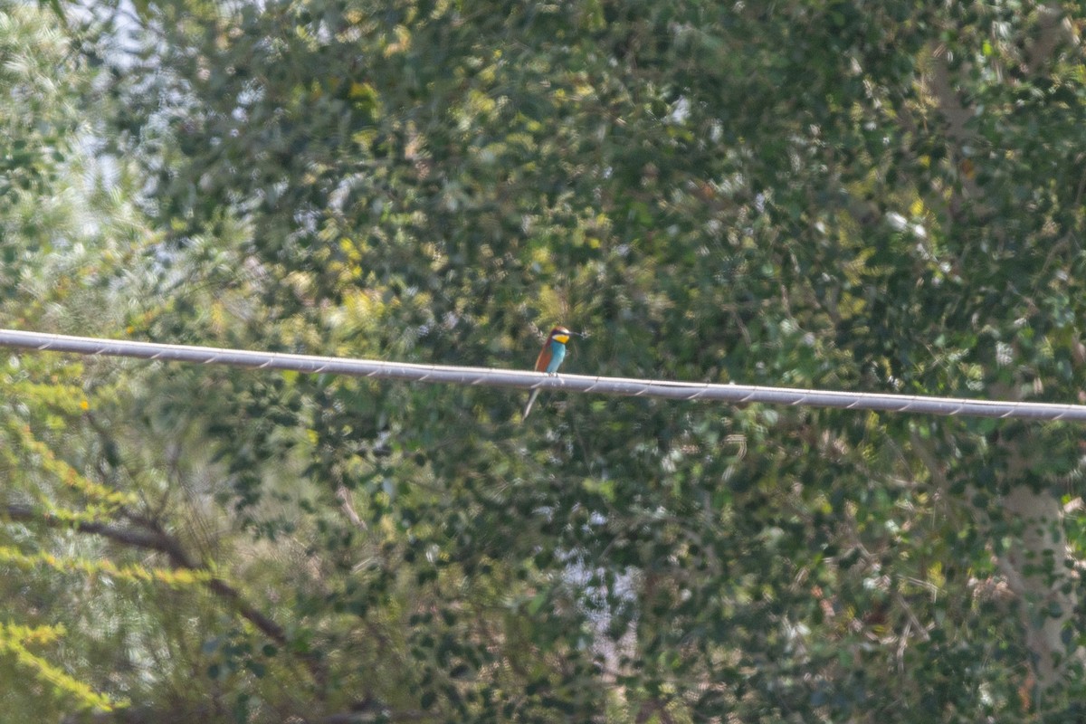 European Bee-eater - ML619614022