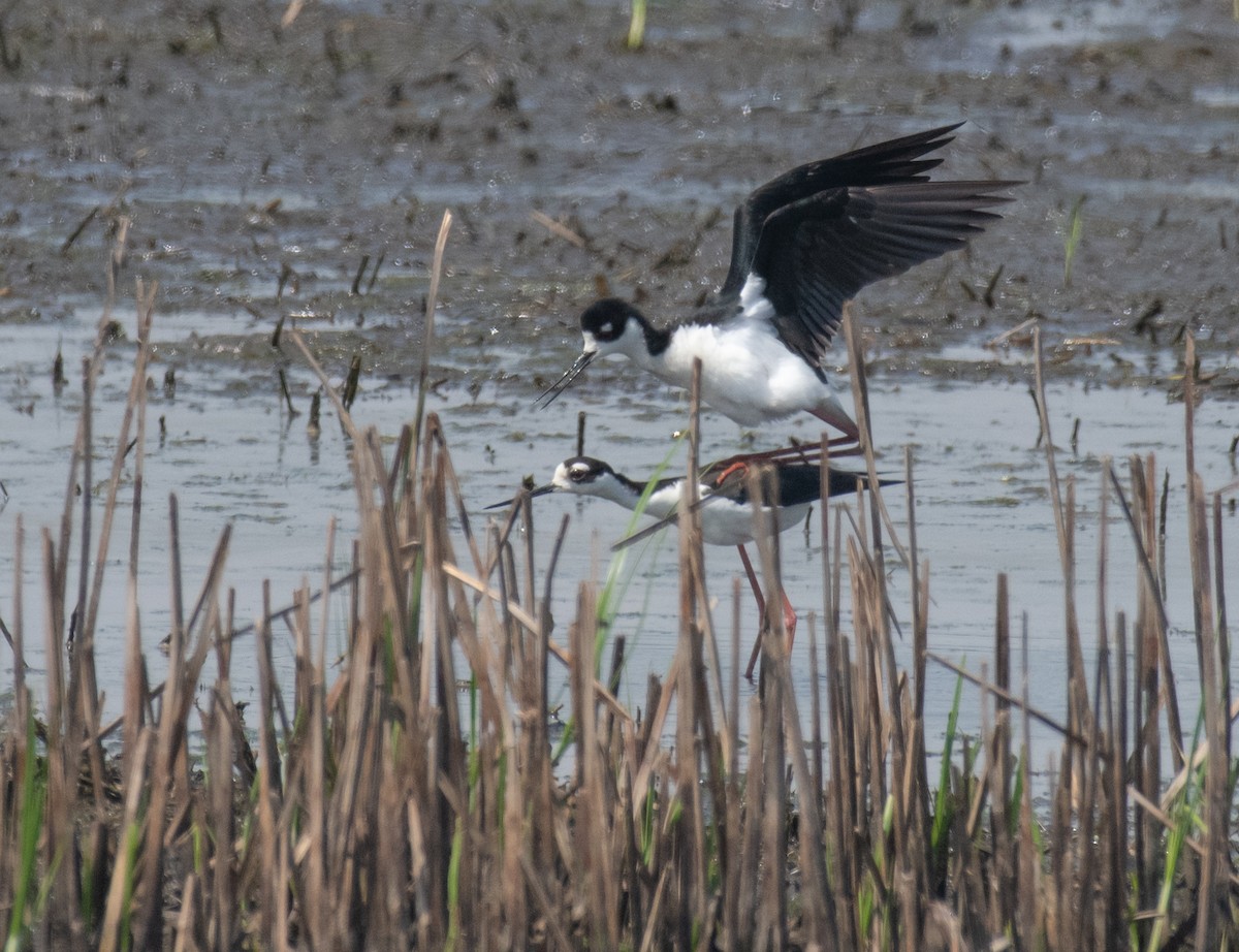 Black-necked Stilt - ML619614027