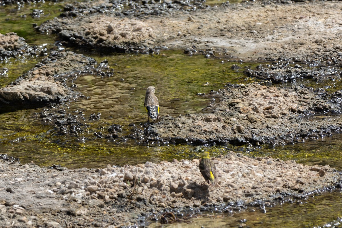 European Goldfinch - ML619614028