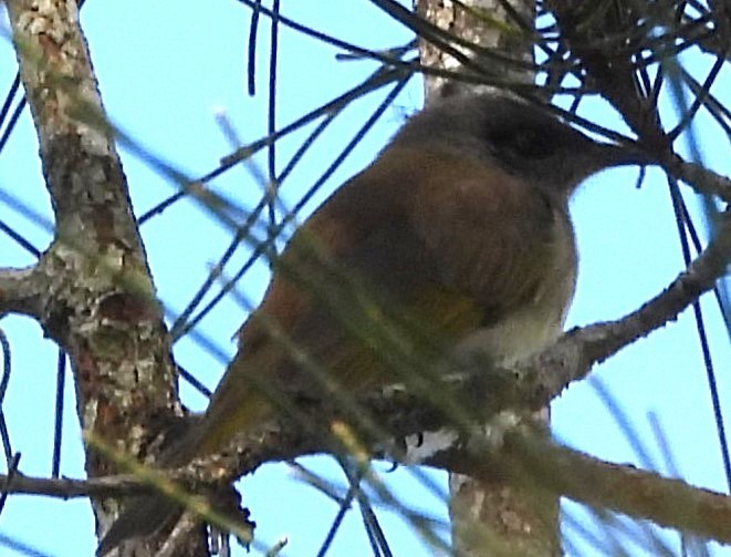 Brown Honeyeater - Suzanne Foley