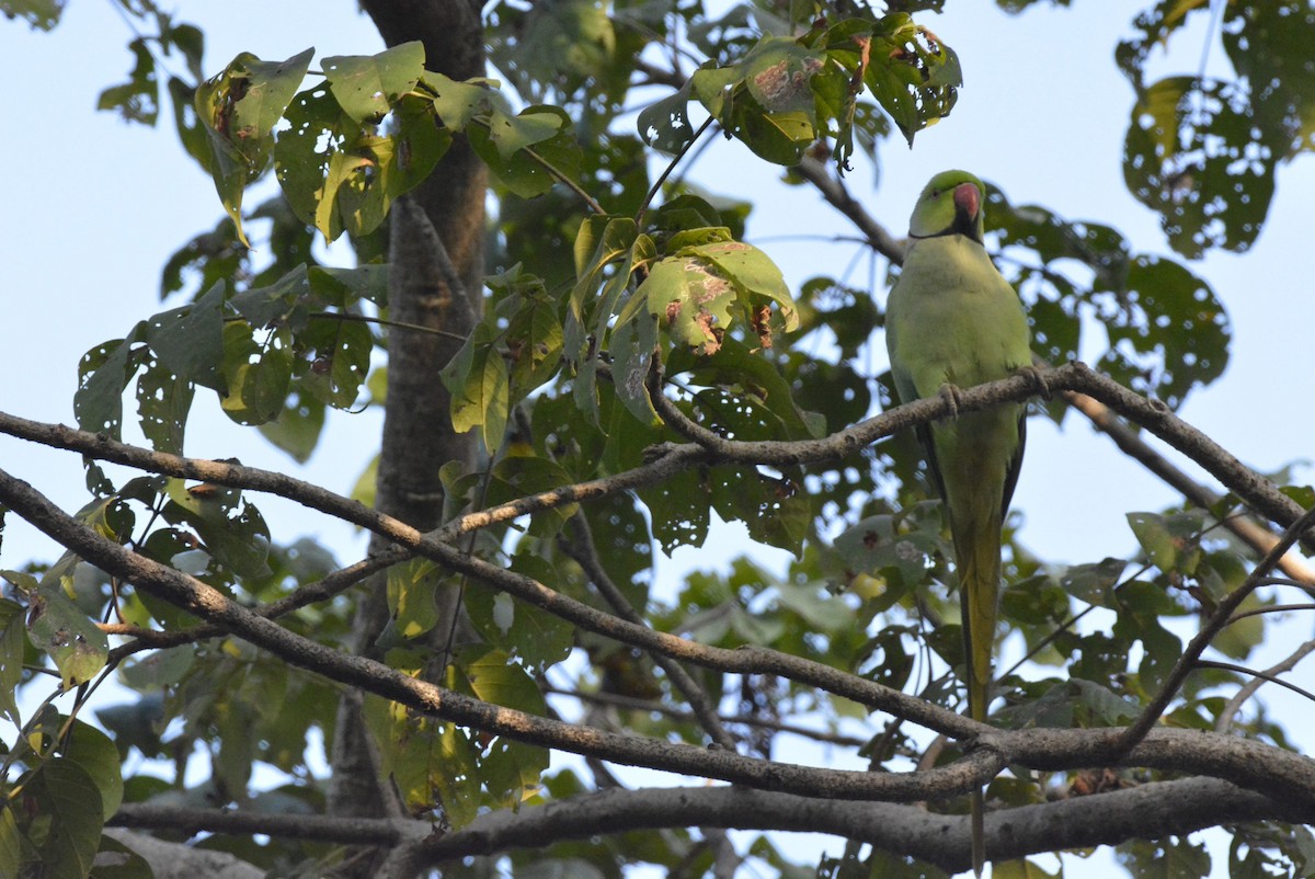 Rose-ringed Parakeet - Karthik Solanki