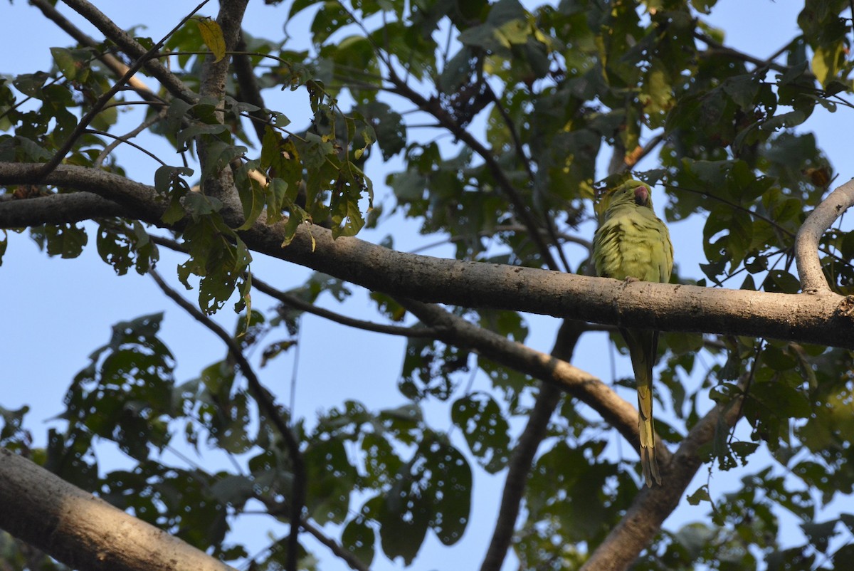 Rose-ringed Parakeet - Karthik Solanki