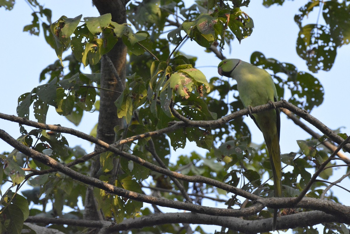 Rose-ringed Parakeet - Karthik Solanki