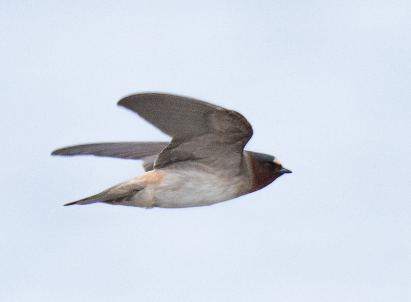 Cliff Swallow - ML619614037