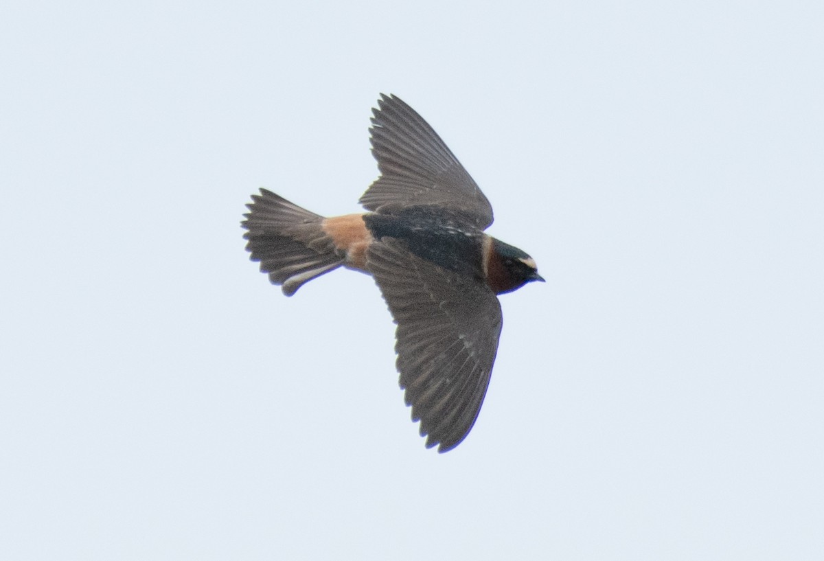 Cliff Swallow - Greg Darone