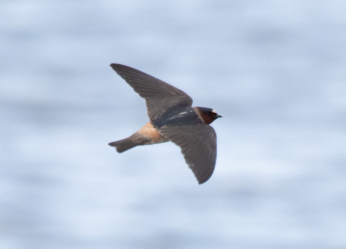 Cliff Swallow - Greg Darone