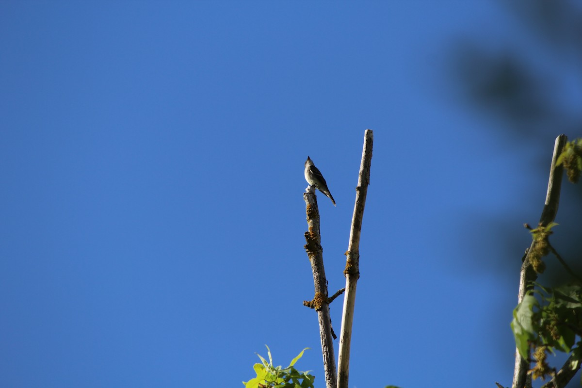 Western Wood-Pewee - Quetzal Pineda