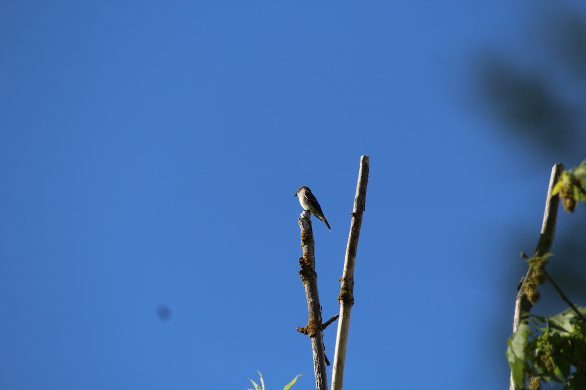 Western Wood-Pewee - Quetzal Pineda