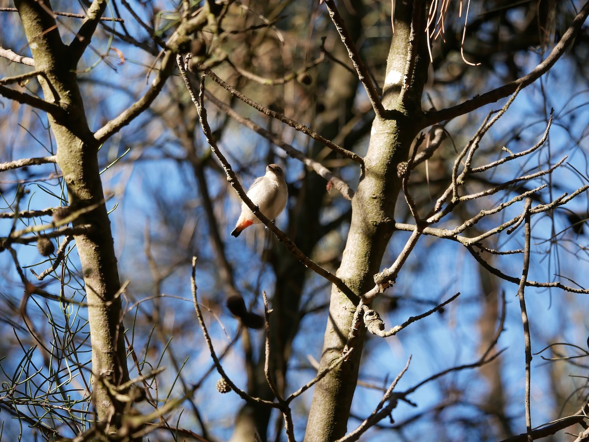 Mistletoebird - Shelley Altman