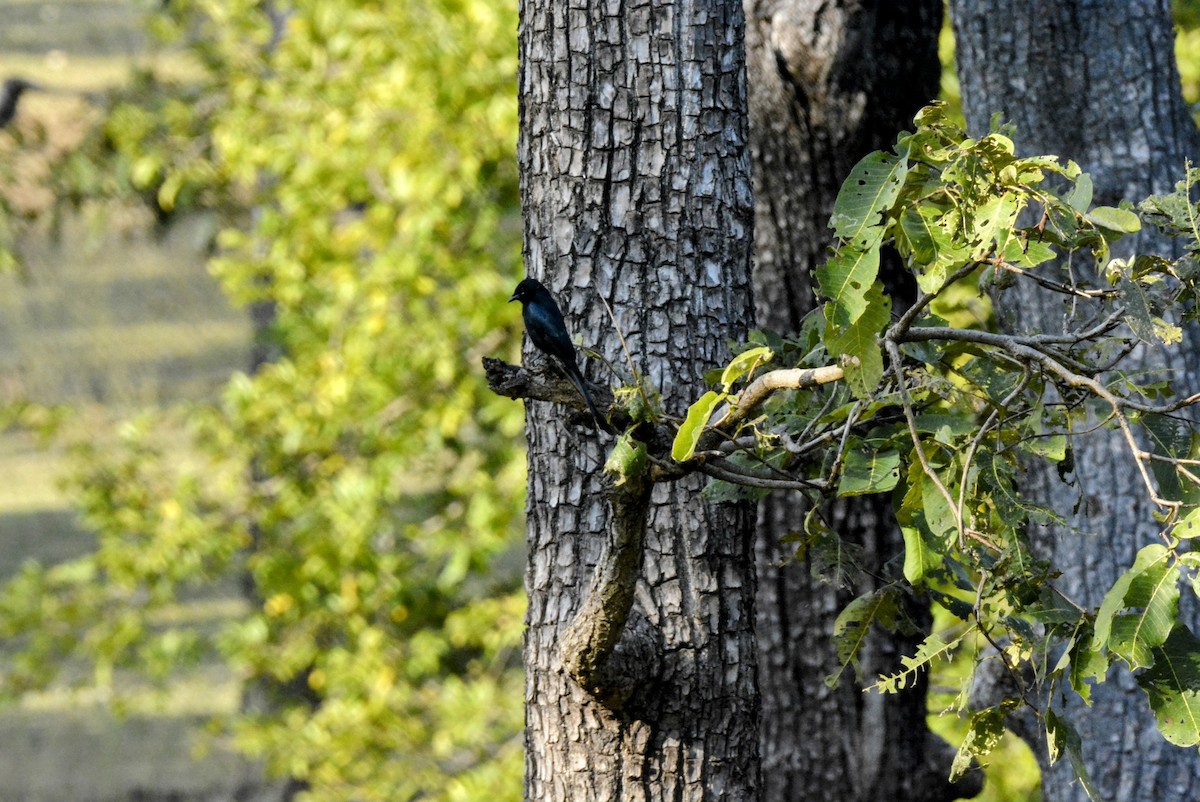 Black Drongo - Karthik Solanki