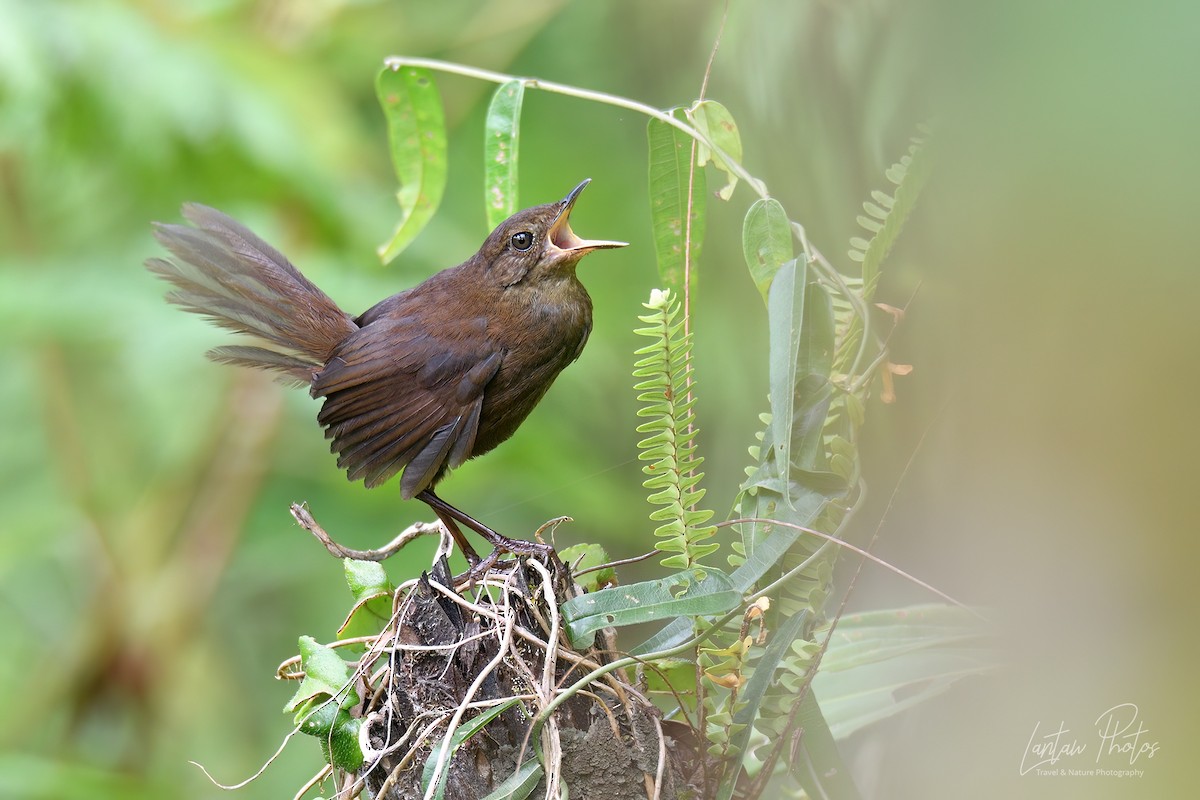 Long-tailed Bush Warbler - ML619614058