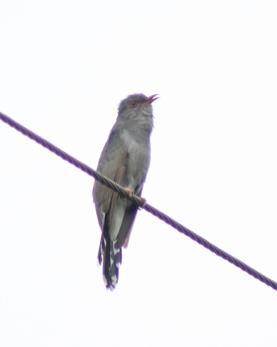 Gray-bellied Cuckoo - Madhavi Babtiwale