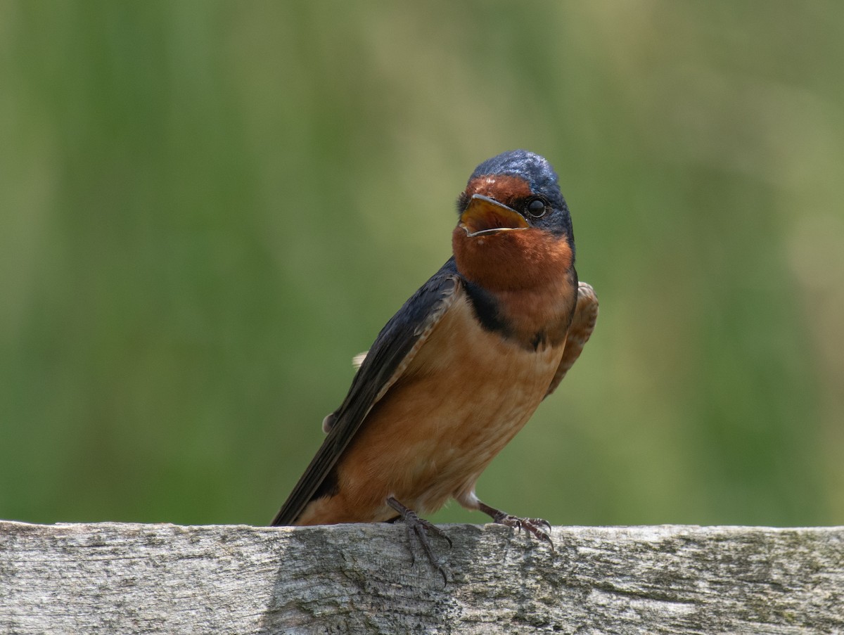 Barn Swallow - Greg Darone