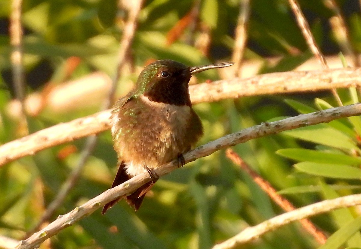 Ruby-throated Hummingbird - Christine Rowland