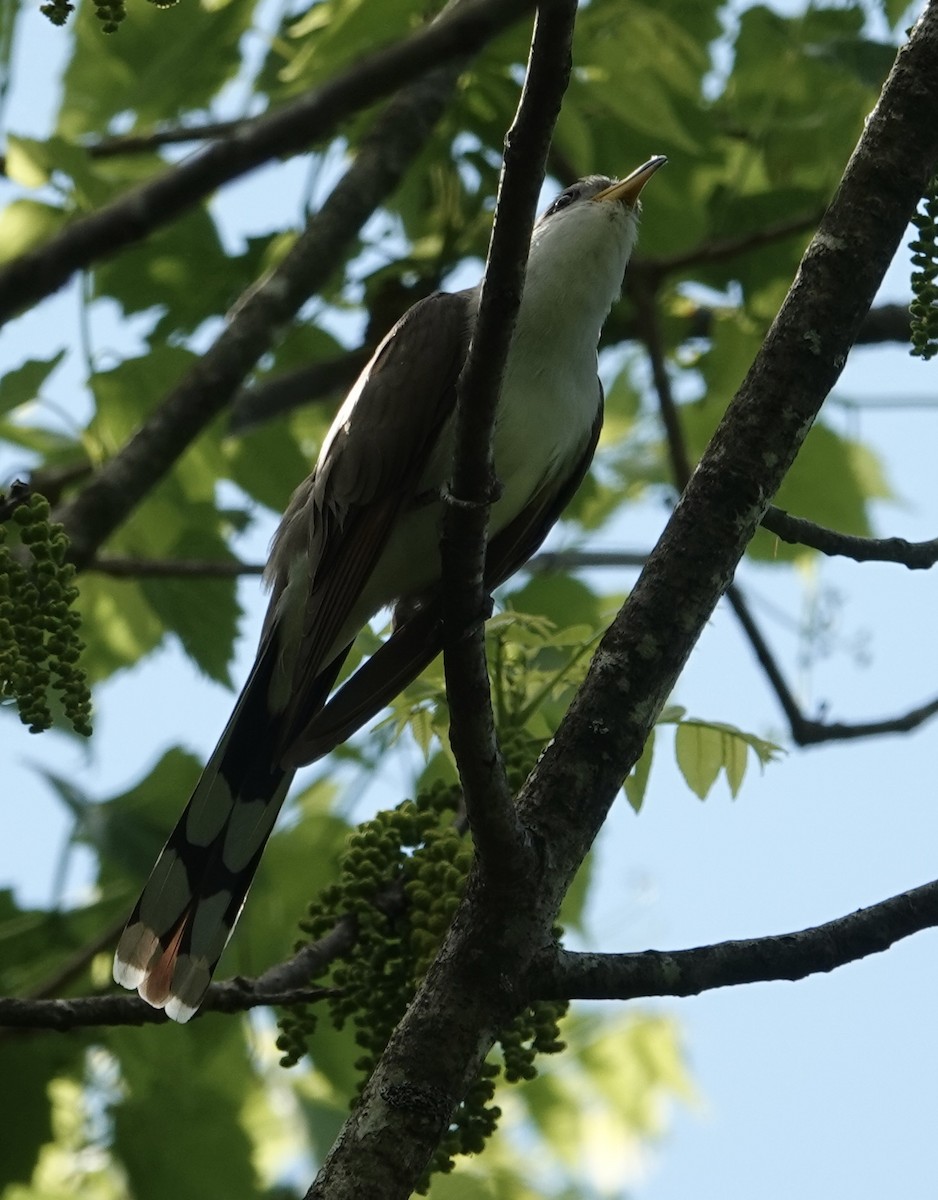 Yellow-billed Cuckoo - gretchen buxton