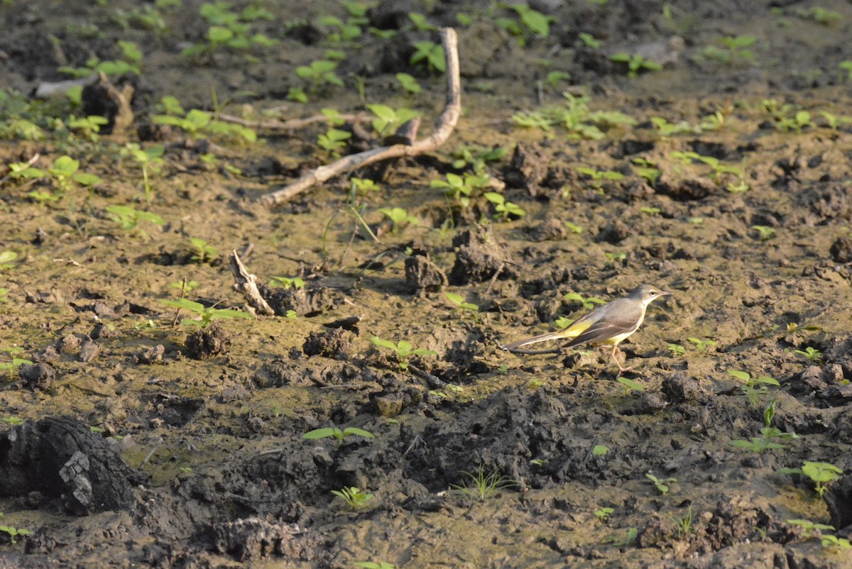 Gray Wagtail - Karthik Solanki