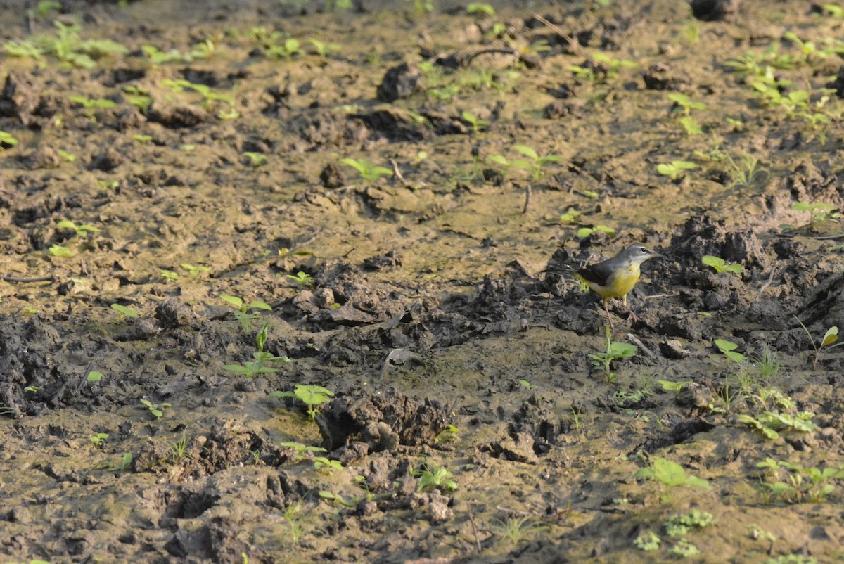 Gray Wagtail - Karthik Solanki