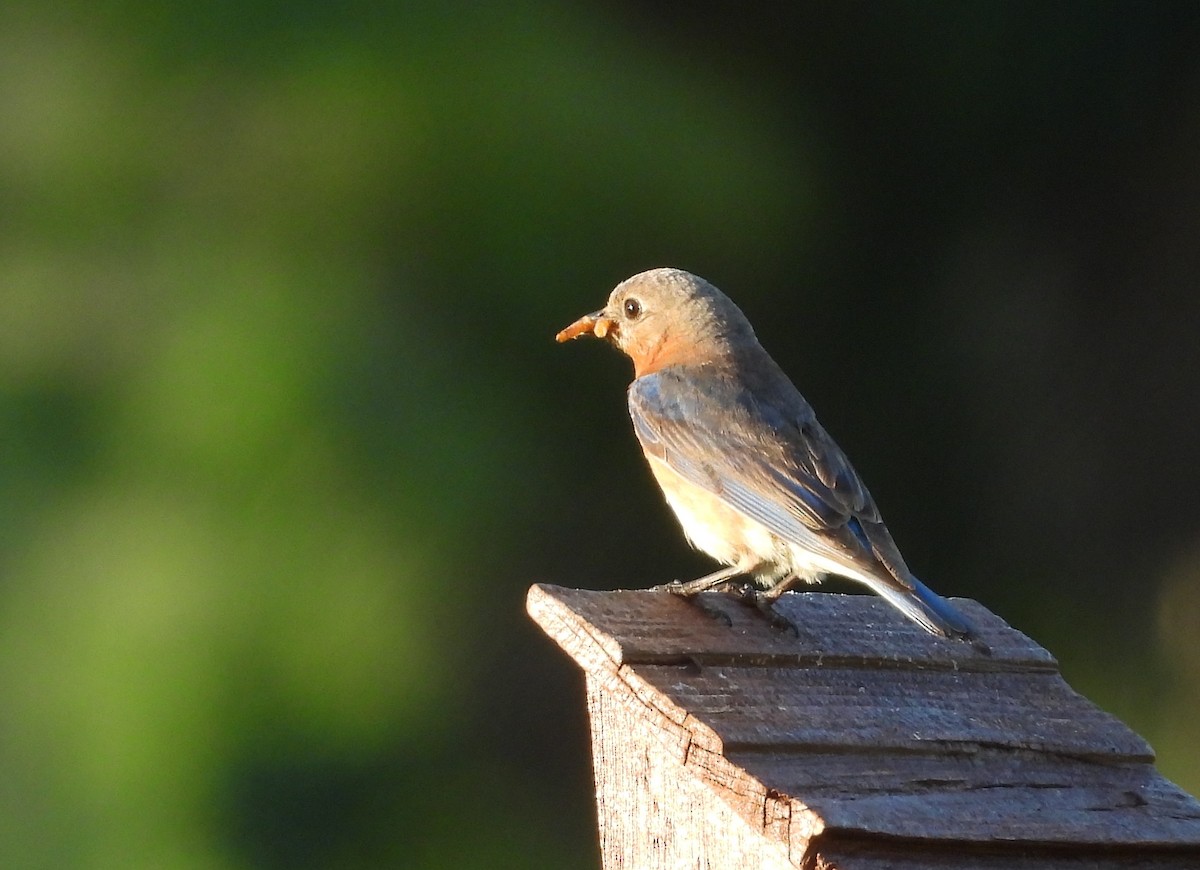 Eastern Bluebird - Christine Rowland