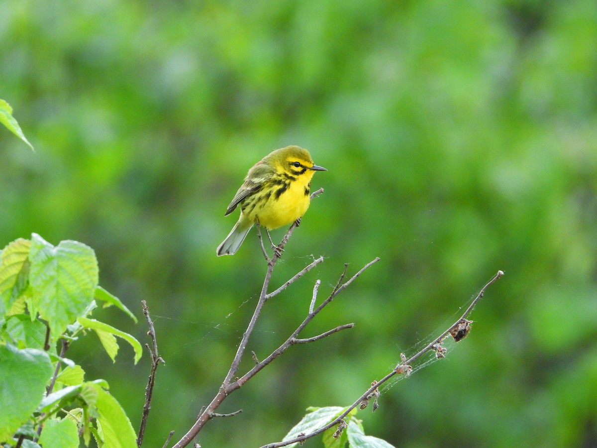 Prairie Warbler - Jacob Rhodes