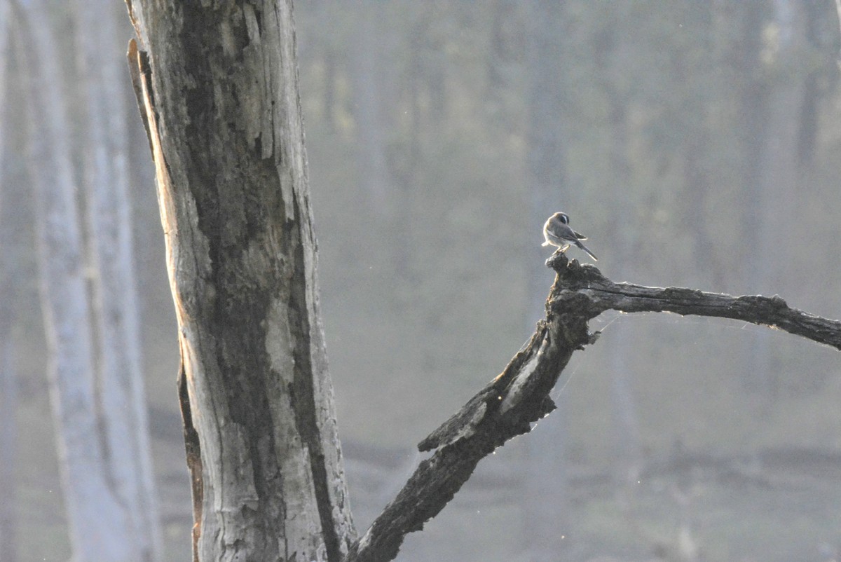 White-browed Wagtail - Karthik Solanki