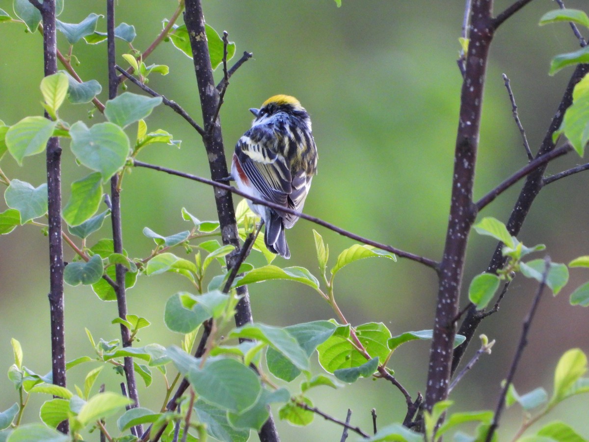 Chestnut-sided Warbler - Jacob Rhodes