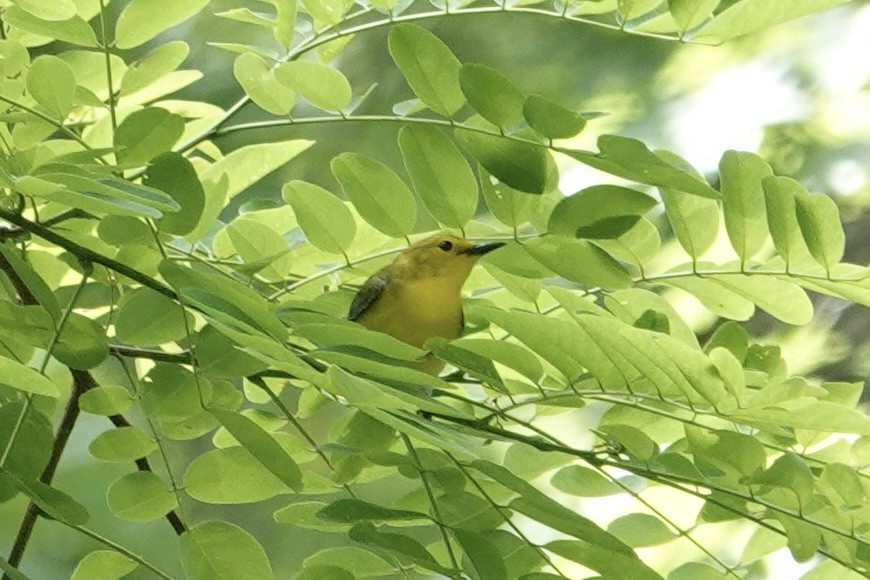 Prothonotary Warbler - gretchen buxton