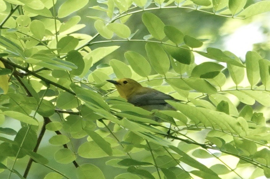 Prothonotary Warbler - gretchen buxton