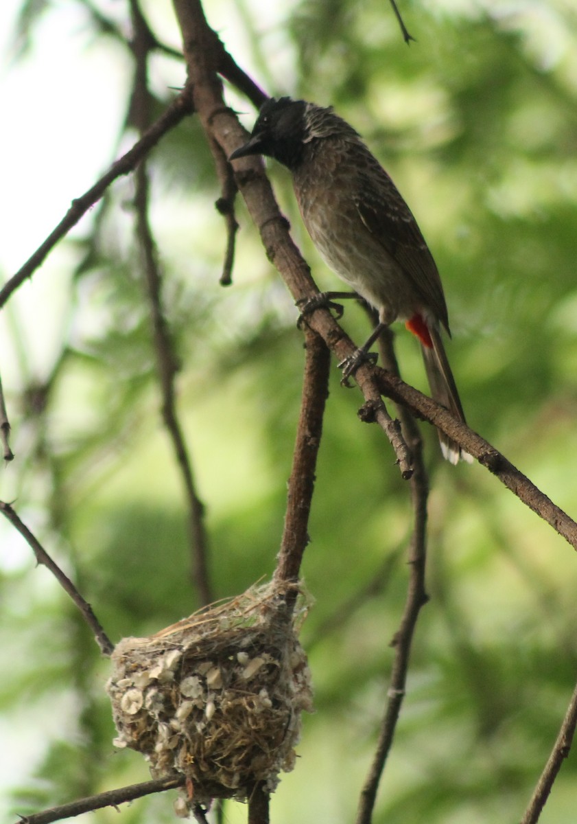 Indian Paradise-Flycatcher - Madhavi Babtiwale