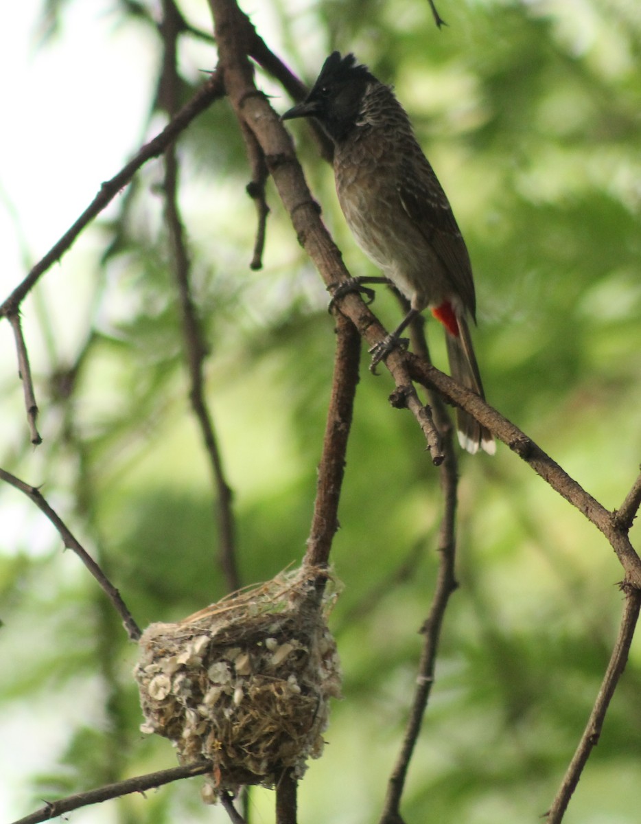 Indian Paradise-Flycatcher - Madhavi Babtiwale