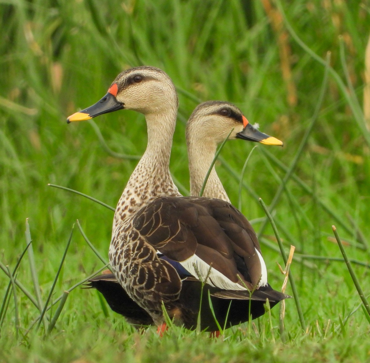 Indian Spot-billed Duck - ML619614099