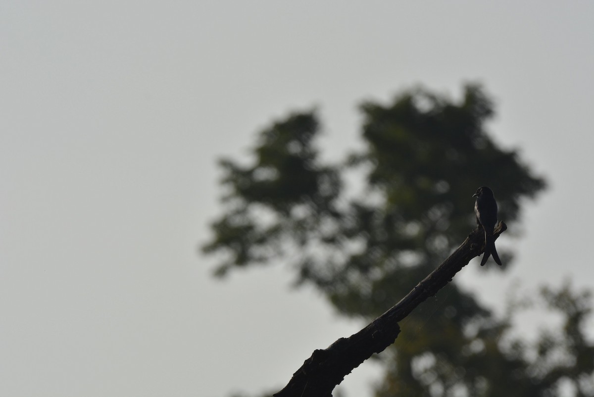 Black Drongo - Karthik Solanki