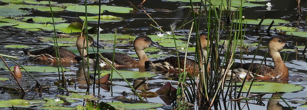 Wandering Whistling-Duck - ML619614102