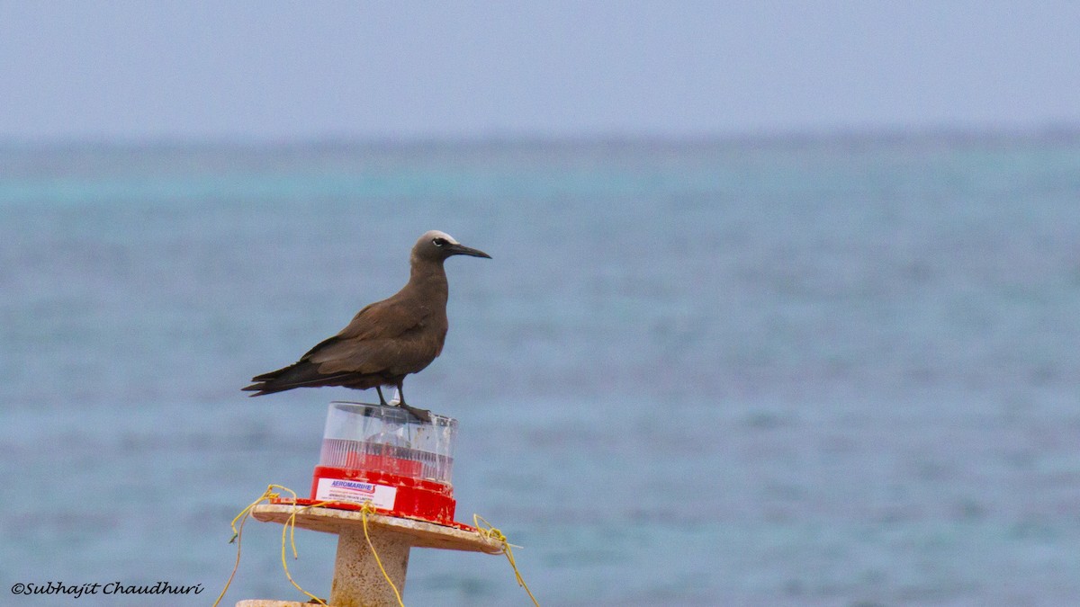 Brown Noddy - ML619614113