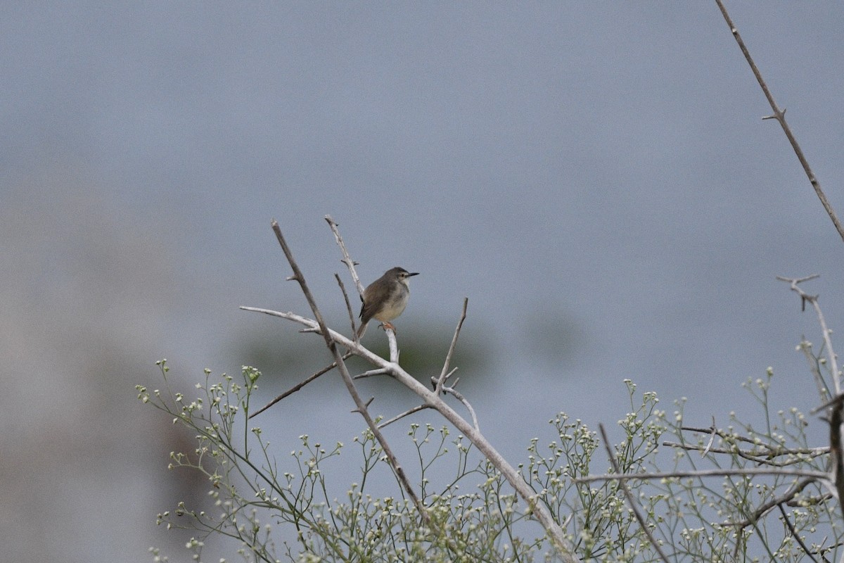 Gray-breasted Prinia - ML619614119