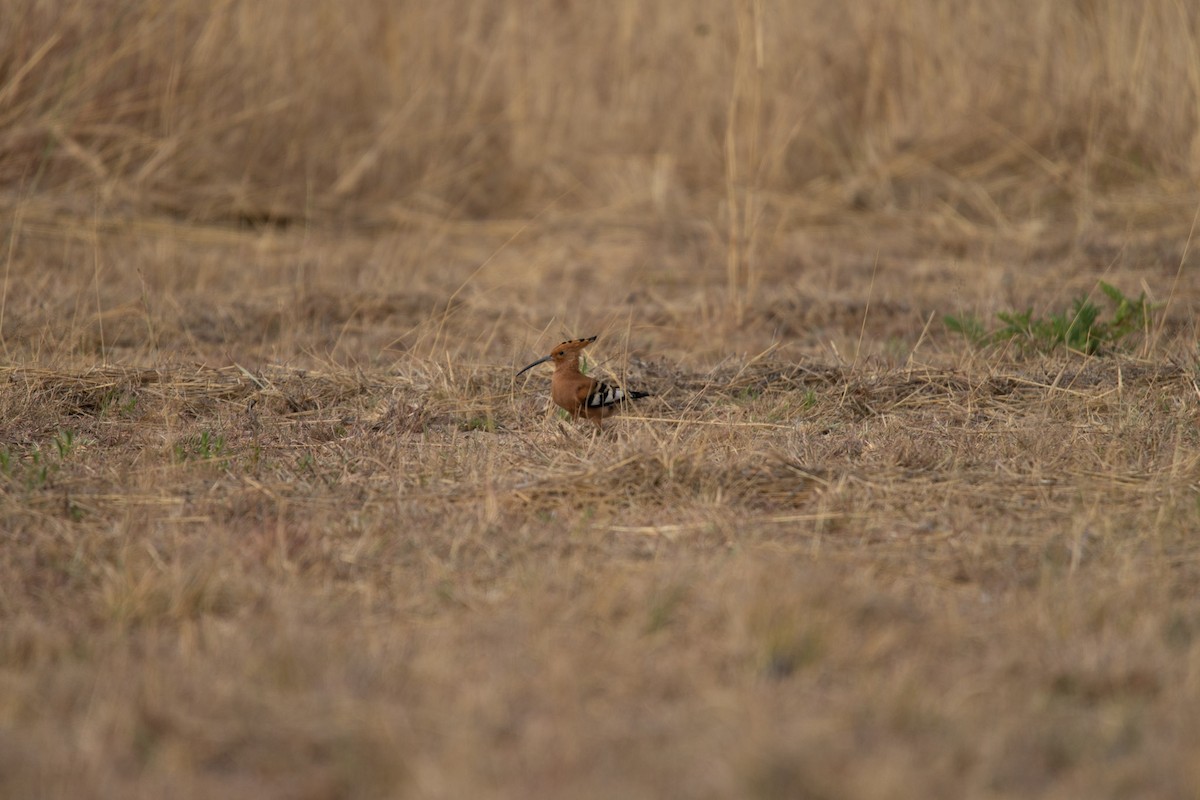 Eurasian Hoopoe - Christiaen MOUS