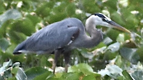 Great Blue Heron - Dale Morrow