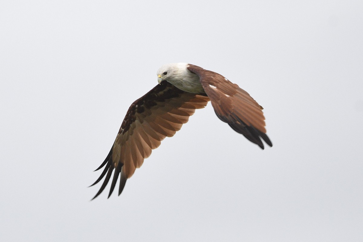 Brahminy Kite - Debankur  Biswas