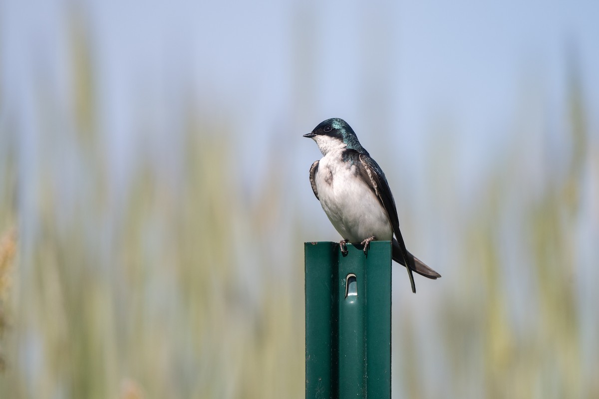 Tree Swallow - ML619614139