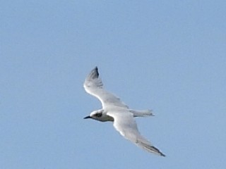 Australian Tern - ML619614143