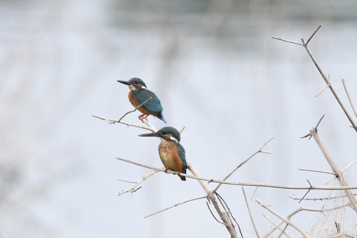 Common Kingfisher - Debankur  Biswas
