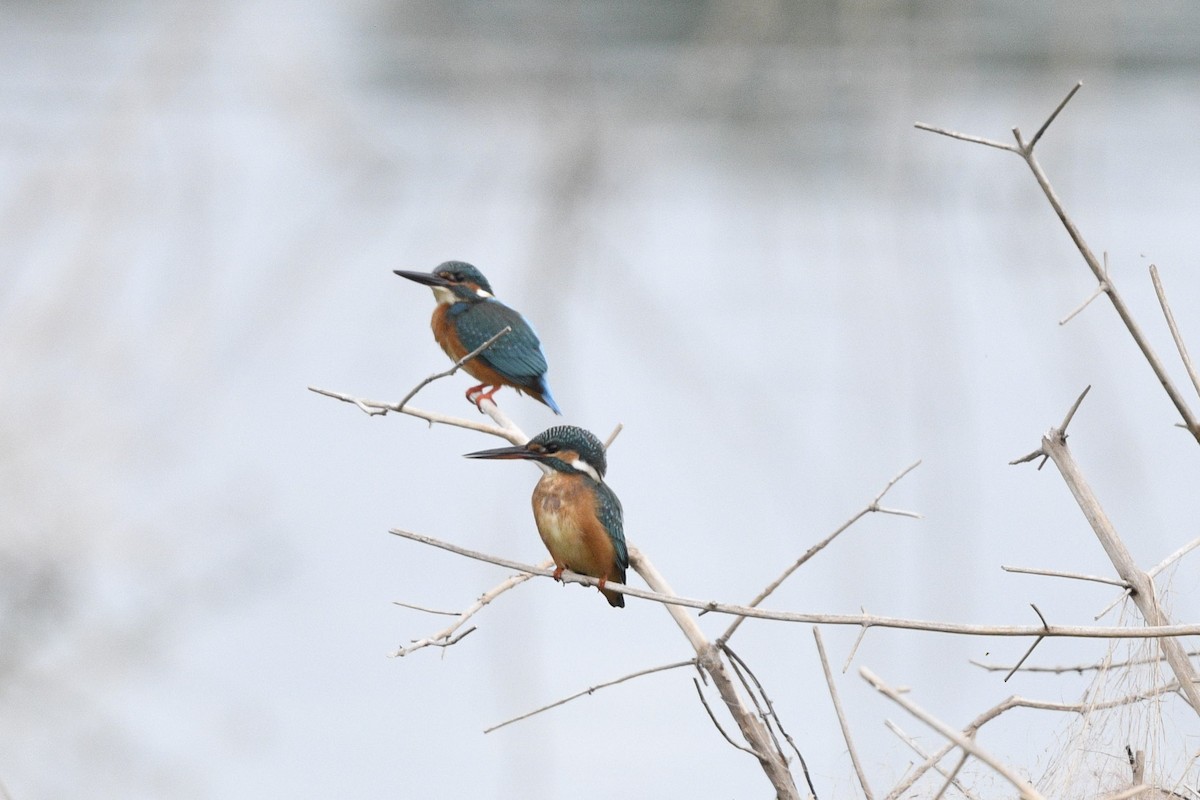 Common Kingfisher - ML619614149