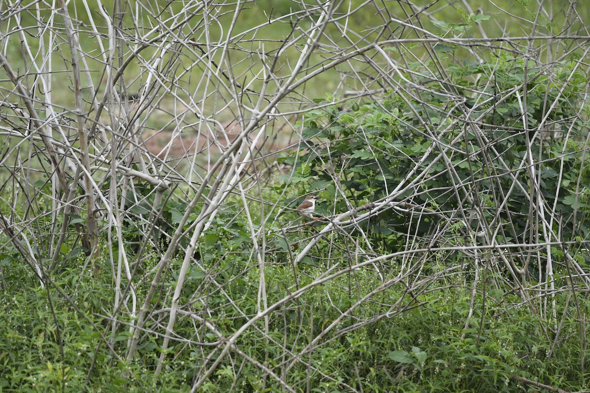 Yellow-eyed Babbler - Debankur  Biswas